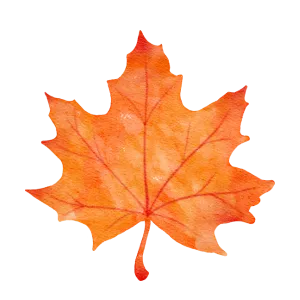 Watercolor painting of an orange maple leaf. Fall season foliage. Autumn leaf with veins. Thanksgiving and Halloween decoration.